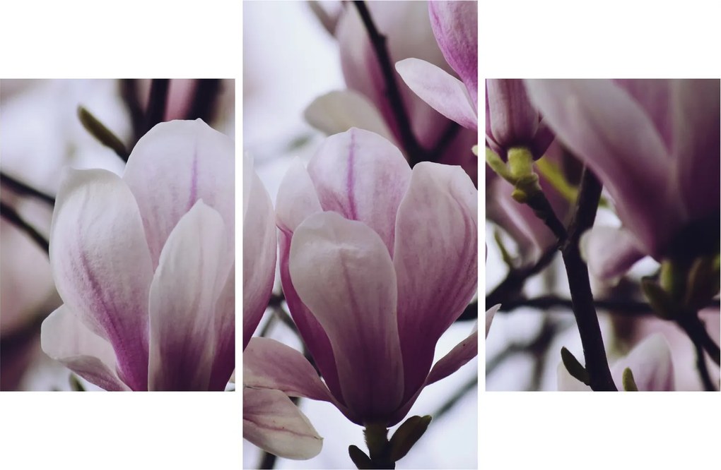 Tablou - Magnolie (90x60 cm)