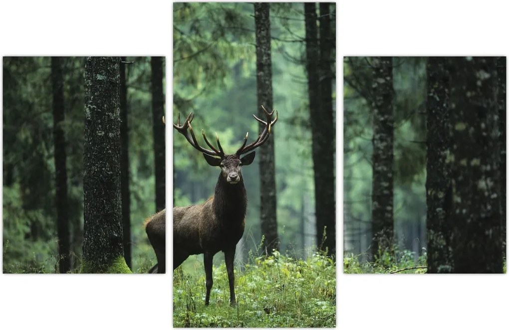 Tablou - Cerb în pădurea adâncă (90x60 cm)