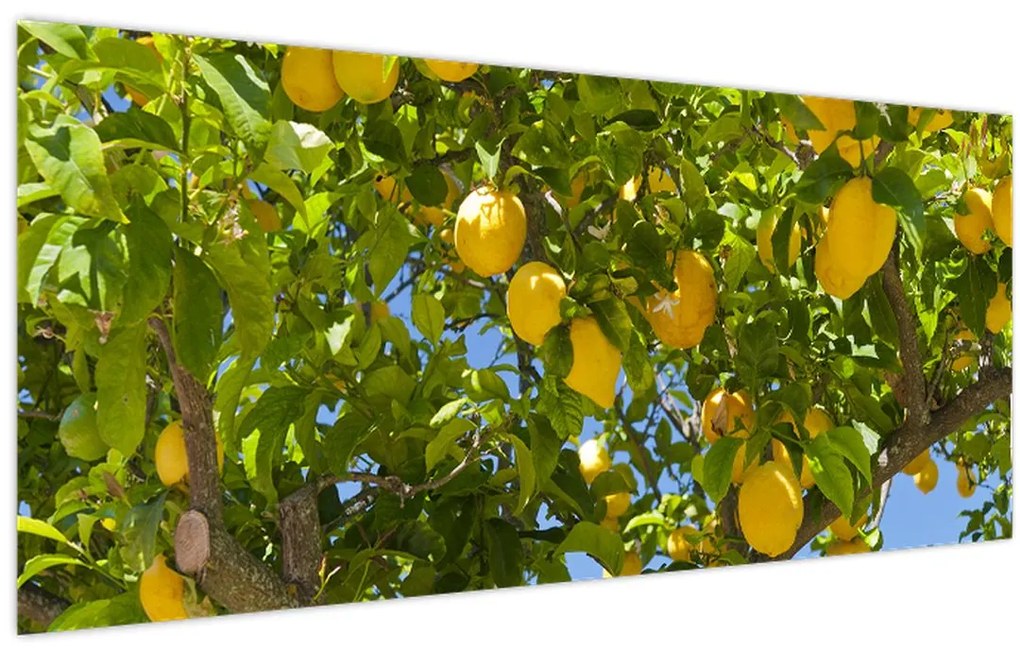 Tablou - Lămâiță (120x50 cm)