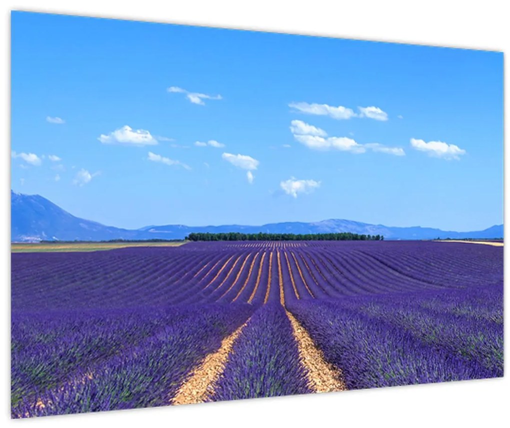 Tablou - Câmp de lavandă (90x60 cm)