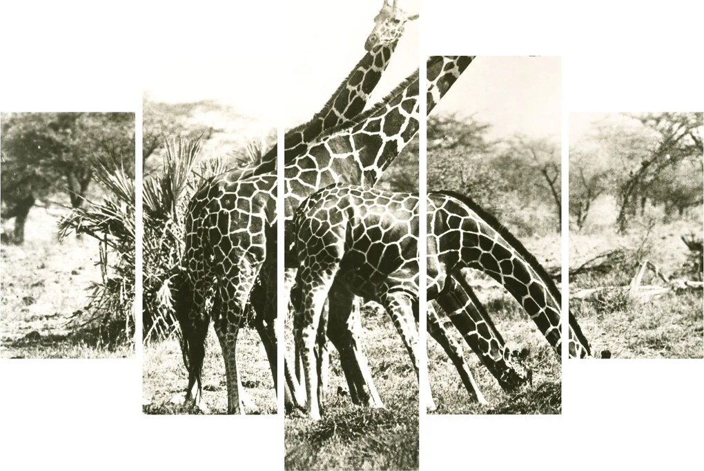 Tablou - Girafe, de epocă (150x105 cm)