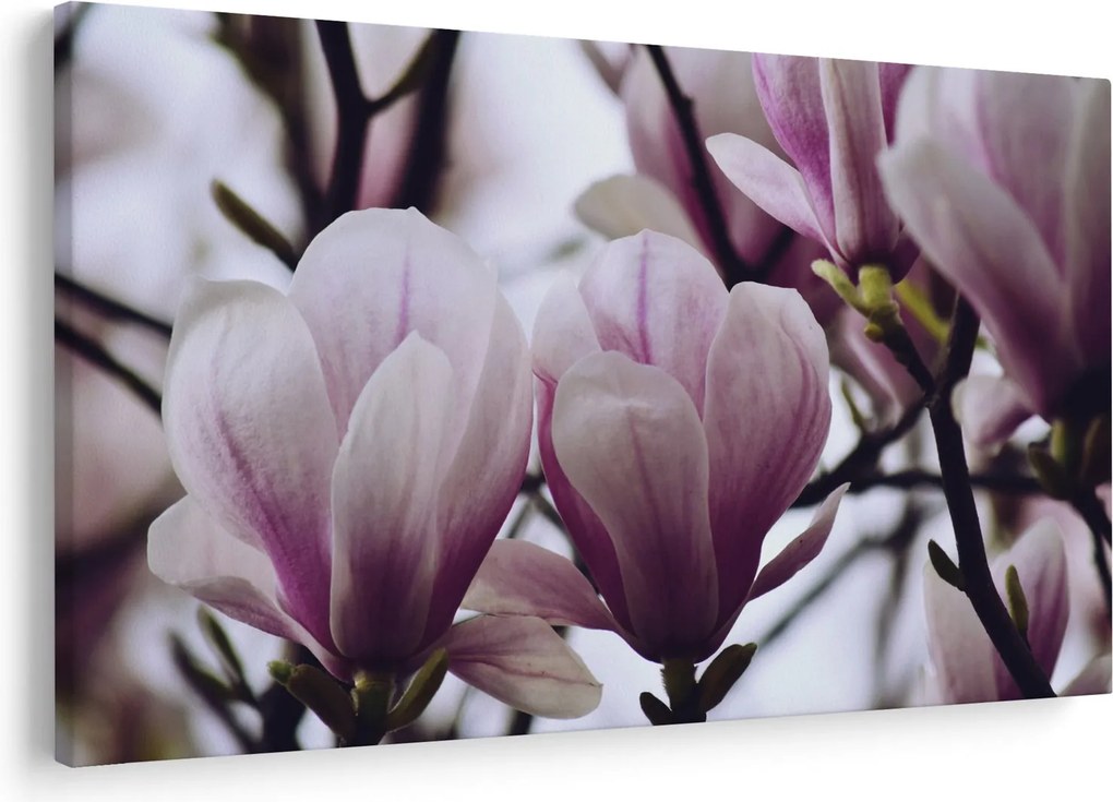Tablou - Magnolie (90x60 cm)