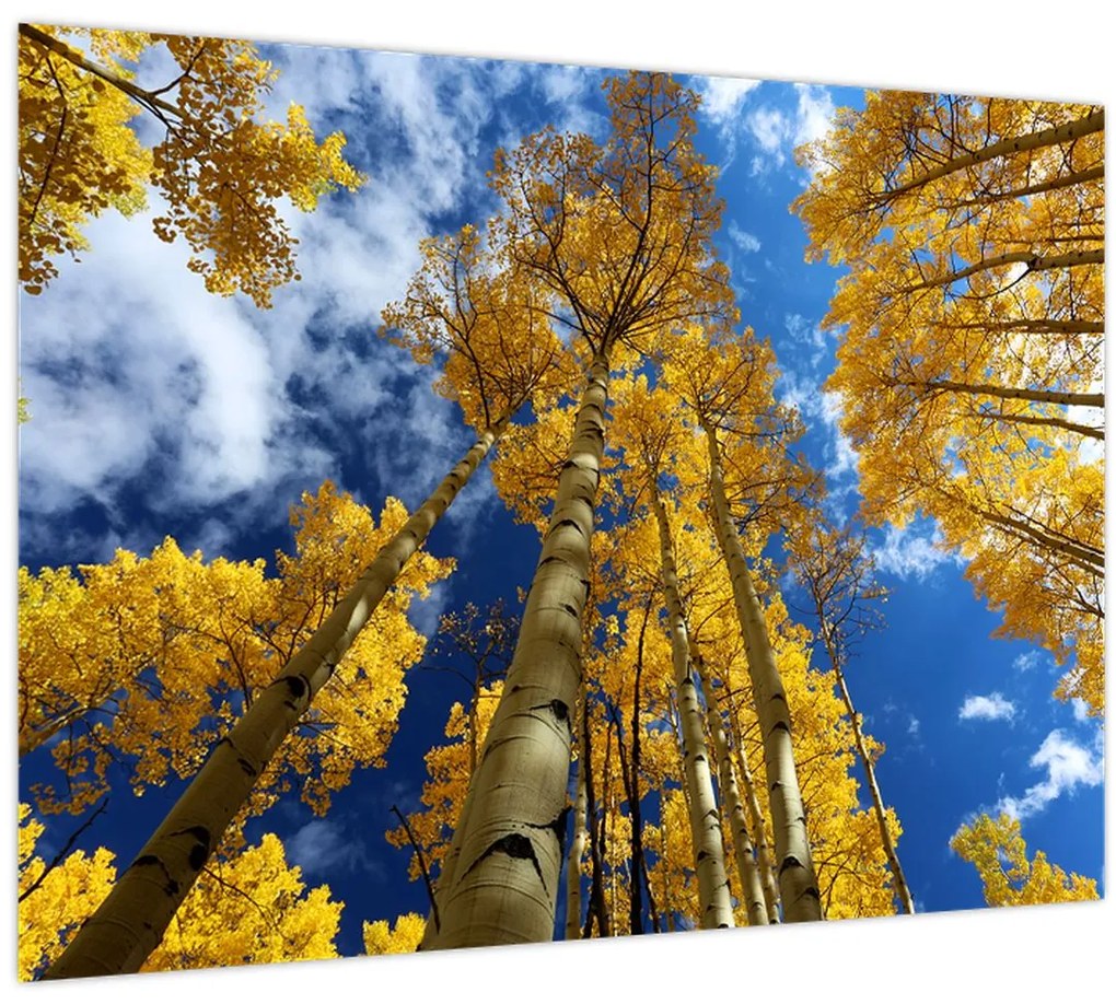 Tablou pe sticlă - Aspen (70x50 cm)