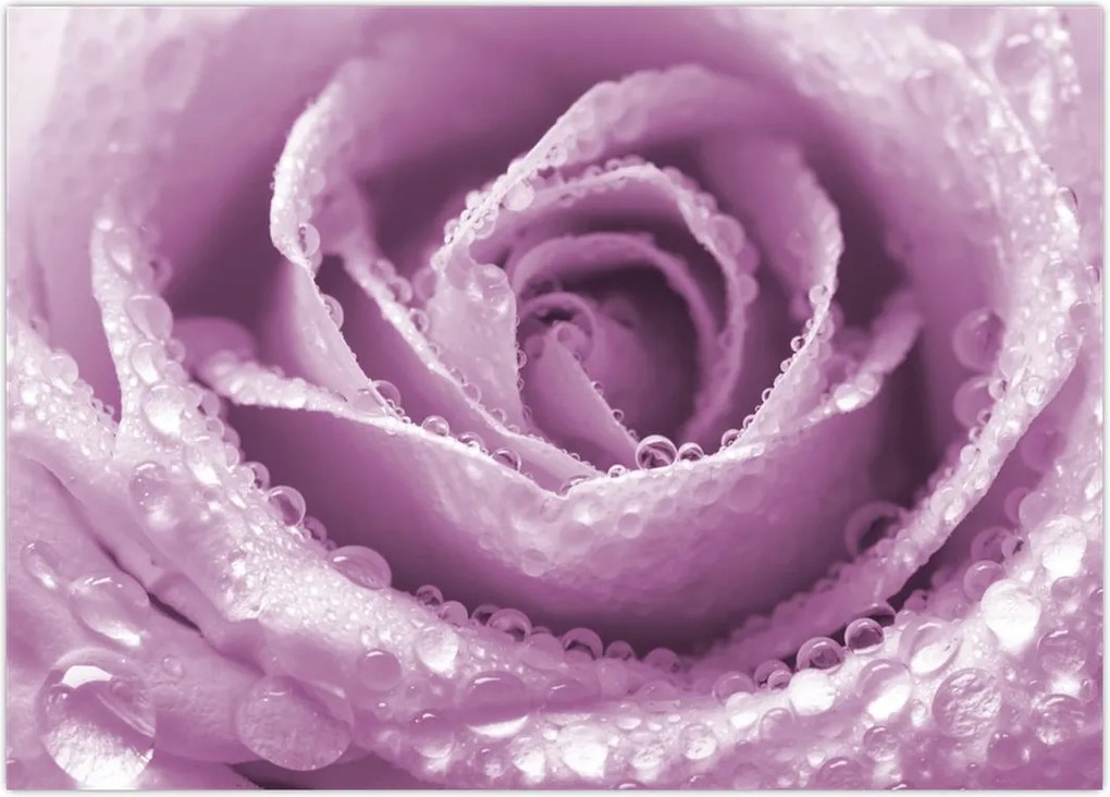 Tablou detaliu de floare de trandafir (70x50 cm)