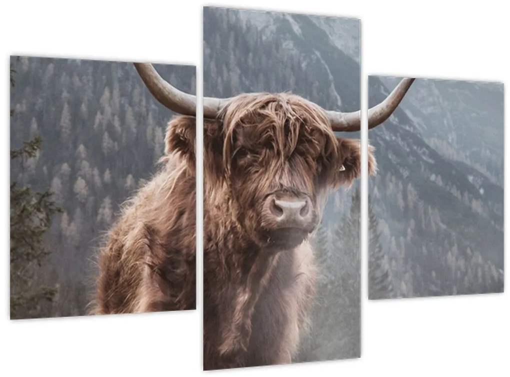 Tablou - Vaca Highlander (90x60 cm)