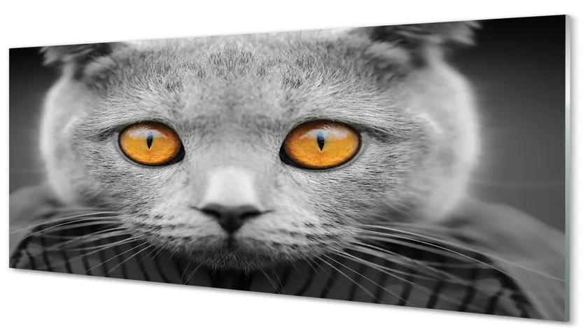 Tablouri acrilice pisică gri britanic