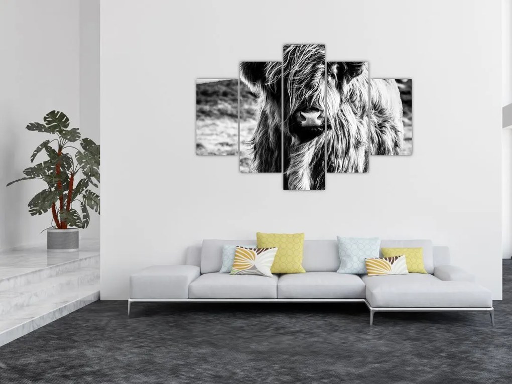Tablou - Highland - vacă scoțiană (150x105 cm)