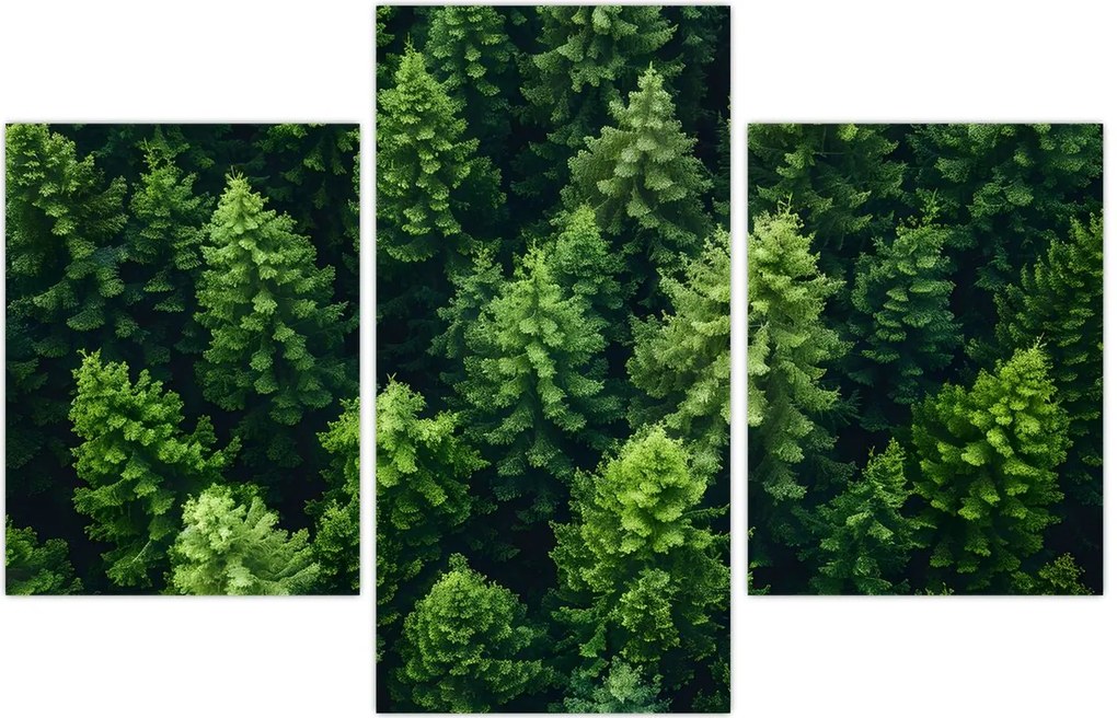 Tablou - Pădure (90x60 cm)