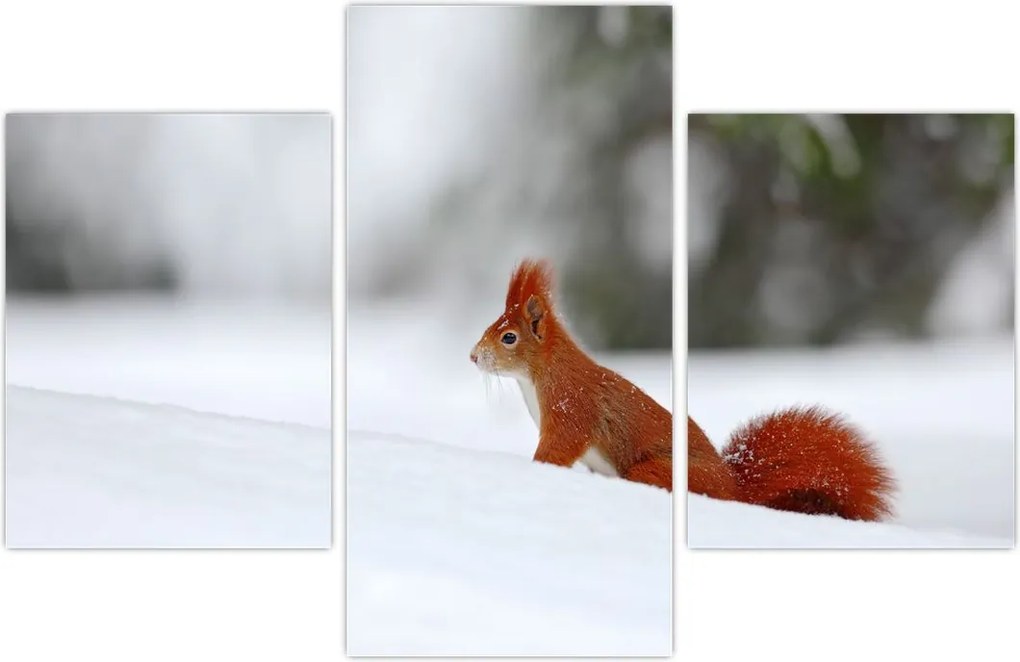 Tablou - Vevetițe (90x60 cm)