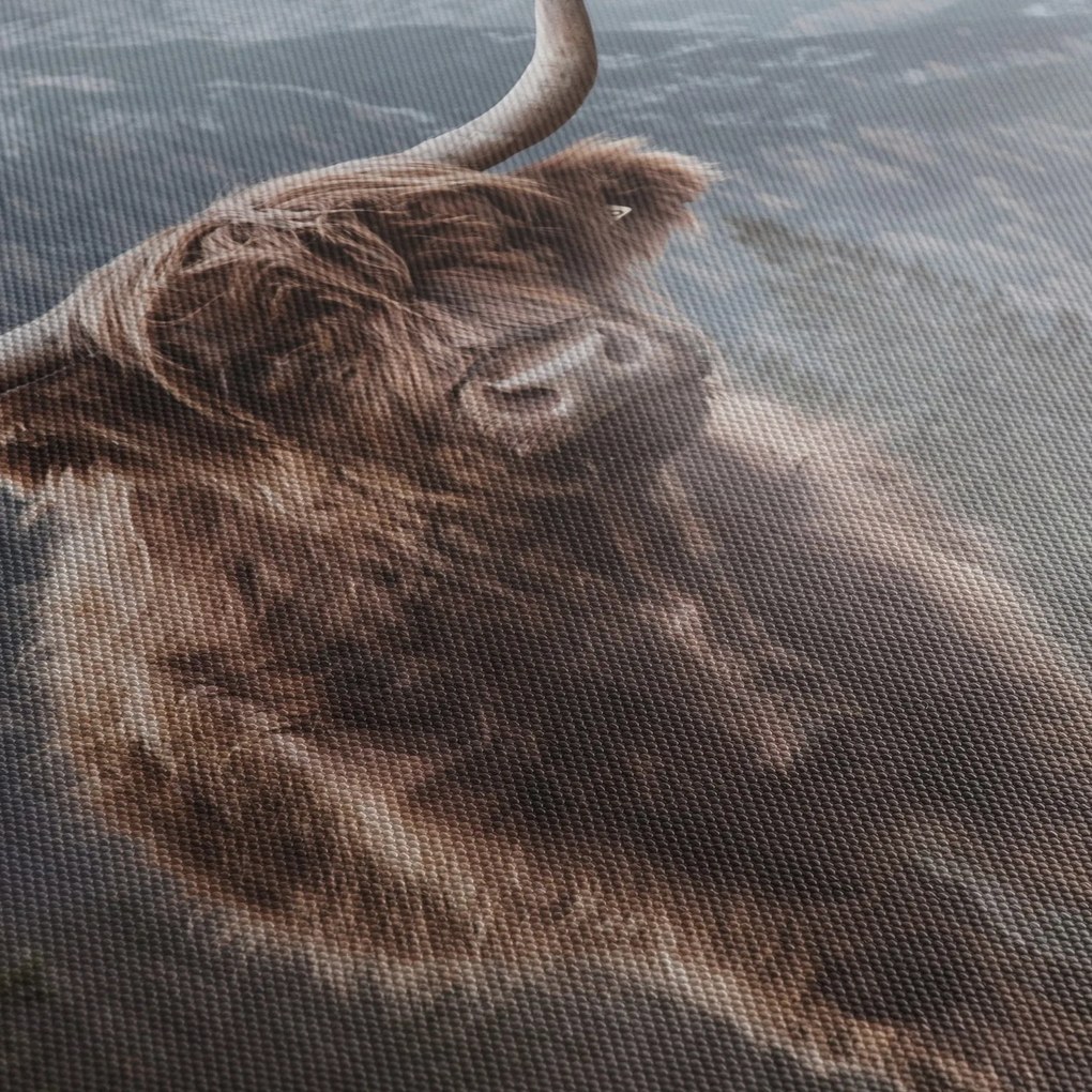 Tablou - Vaca Highlander (70x50 cm)