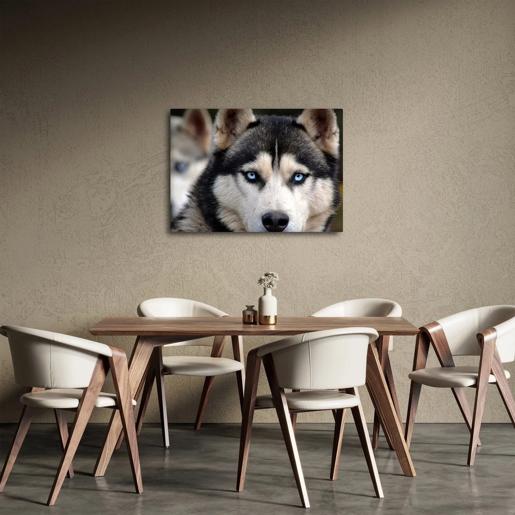 Tablou cu câinele husky (70x50 cm)