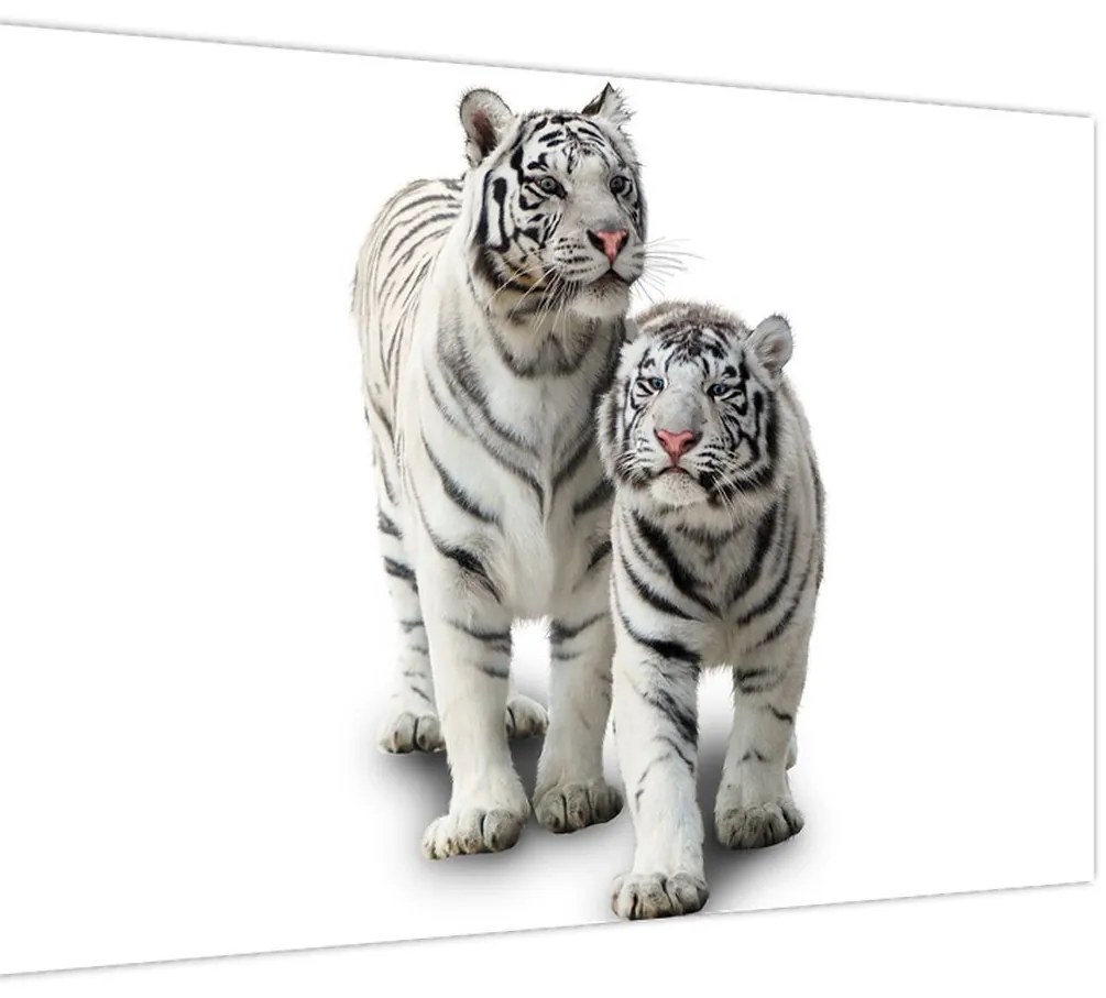 Tablou - Tigrul alb (90x60 cm)