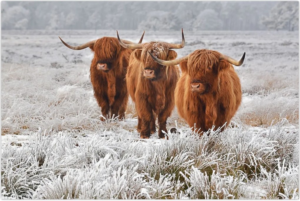 Tablou - Vaci scoțiene (90x60 cm)