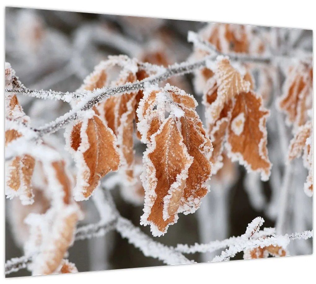 Tablou - Frunze înghețate (70x50 cm)