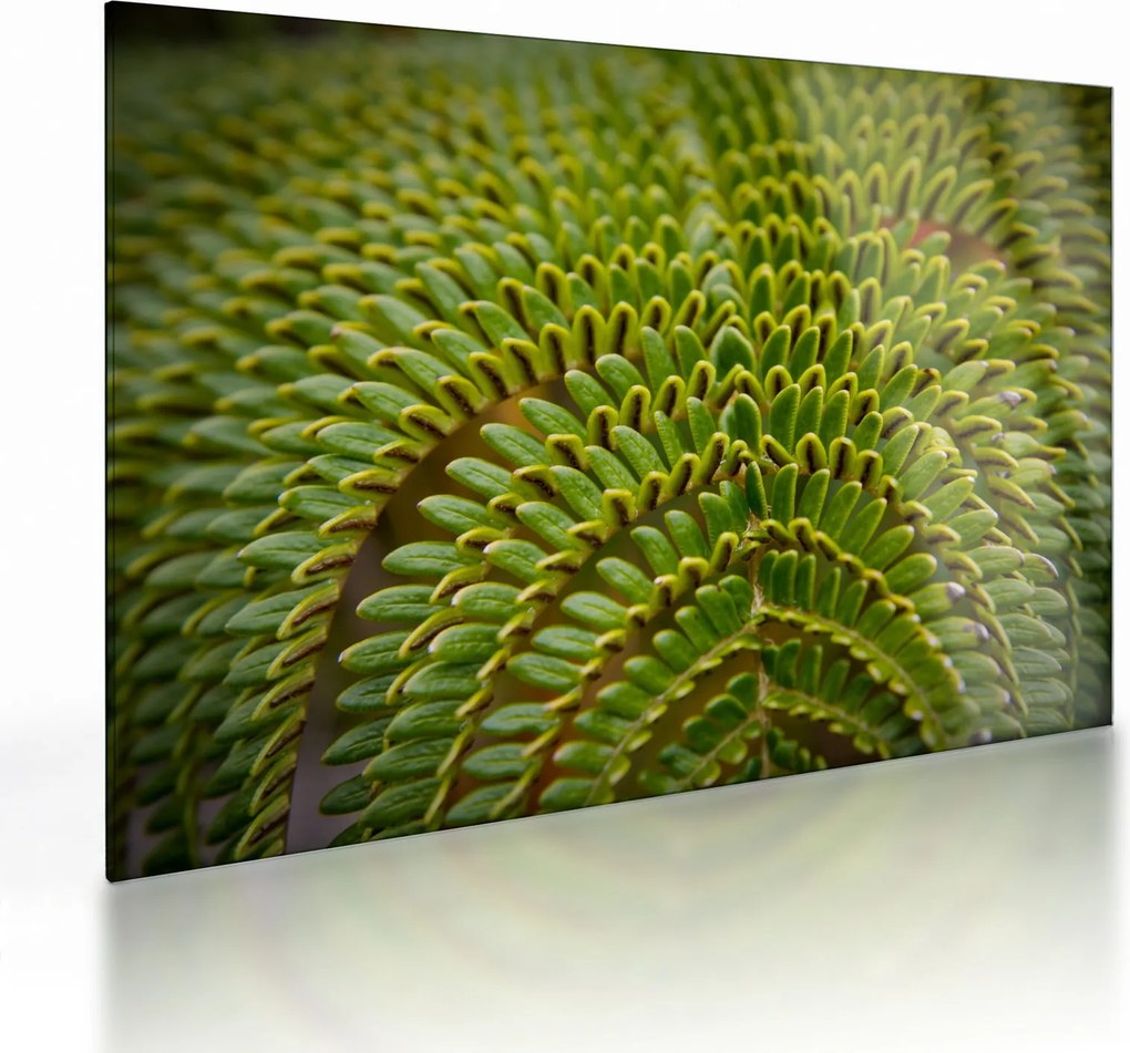 Tablou pe sticlă - Fern (70x50 cm)