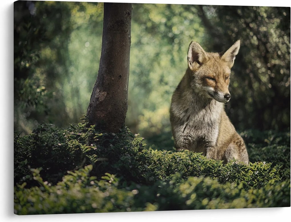 Tablou cu vulpe (70x50 cm)