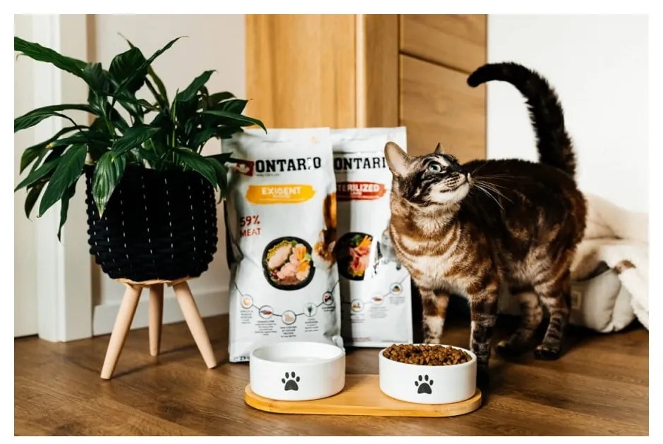 Set boluri cu suport pentru câini din ceramică ø 13 cm Dog Fantasy – Plaček Pet Products