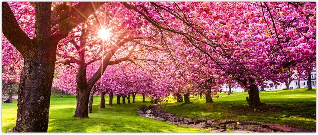 Tablou - Cireși înfloriți, Hurd Park, Dover, New Jersey (120x50 cm)