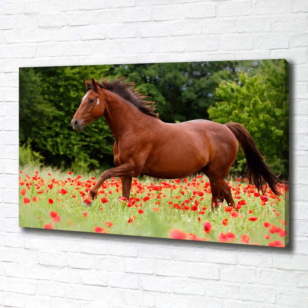 Print pe canvas Cal în domeniul maci