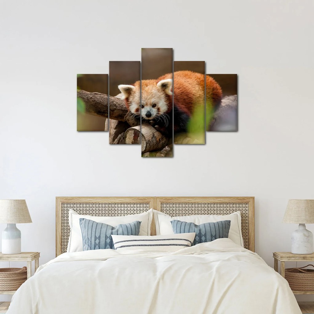 Tablou cu panda roșie (150x105 cm)