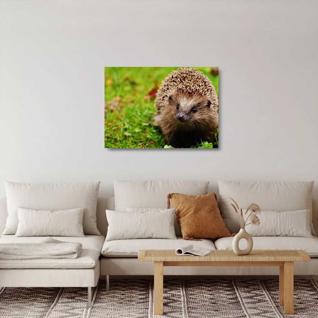 Tablou pe sticlă cu arici (70x50 cm)