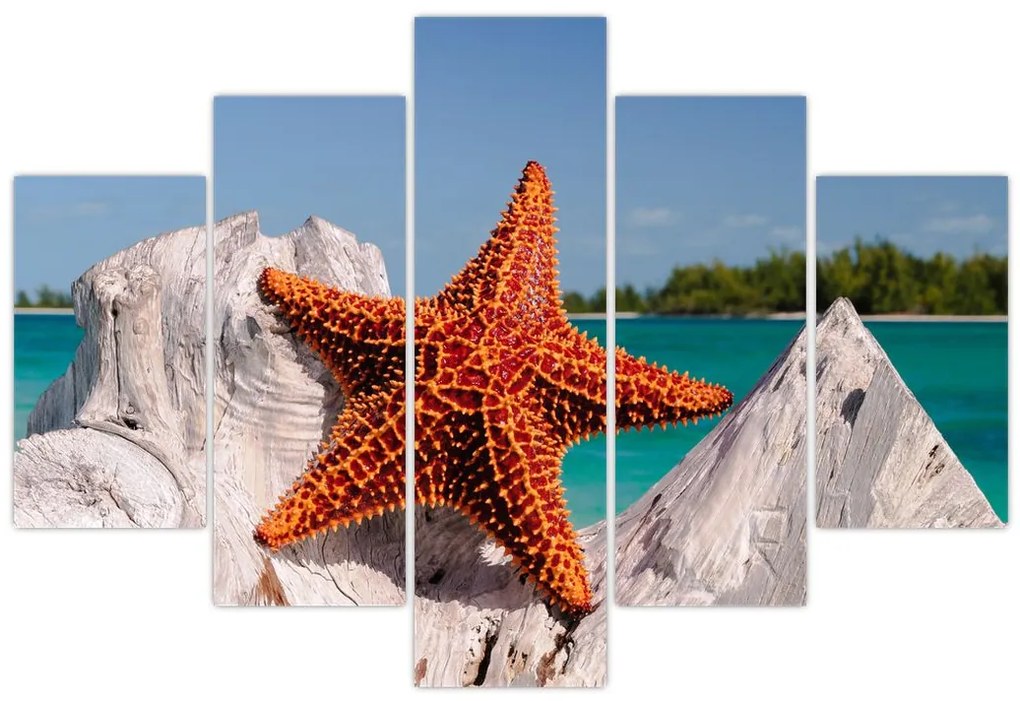 Tablou cu stea de mare (150x105 cm)