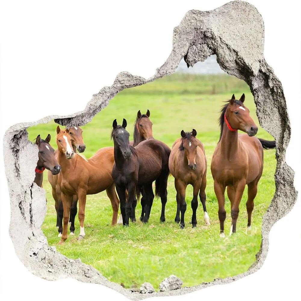 Fototapet 3D gaură în perete Herghelie de cai în lunca