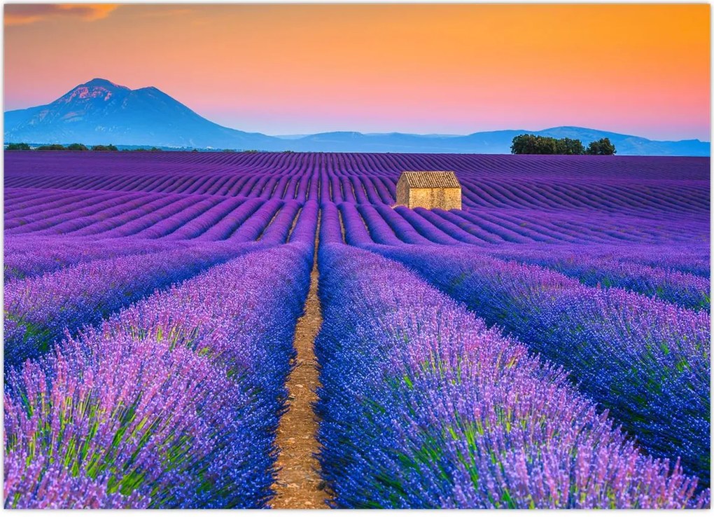 Tablou - Câmp de levănțica (70x50 cm)