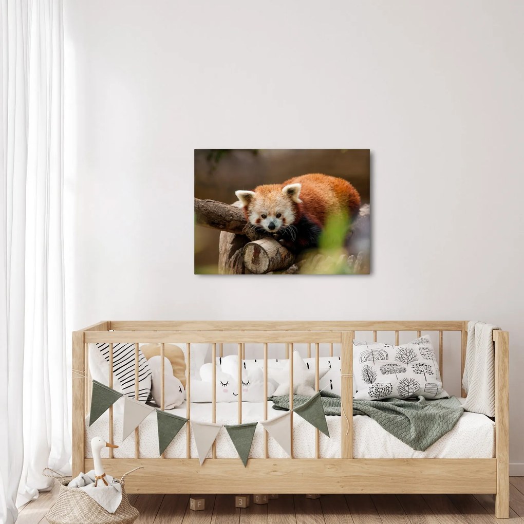 Tablou cu panda roșie (70x50 cm)