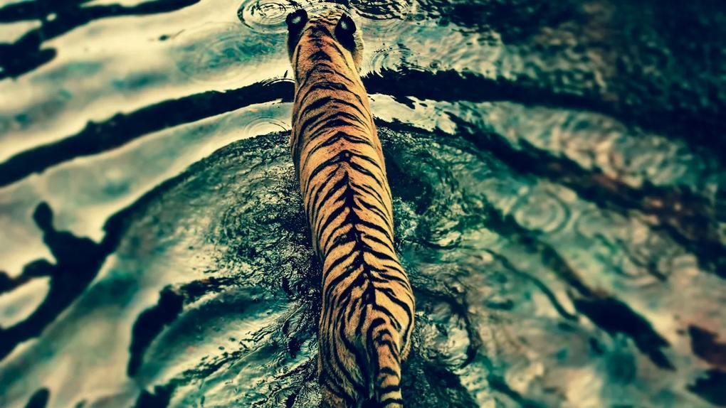 Tablou canvas Tigrul in apa - 150x100cm