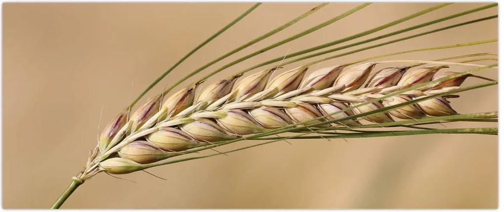 Tablou - Grâu (120x50 cm)