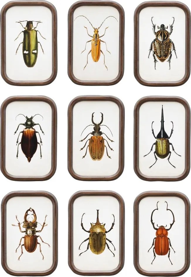 Set 9 tablouri cu insecte, cu rama din lemn de pin, Insects