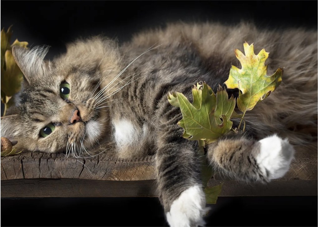 Tablou - Pisica mincinoasă (70x50 cm)