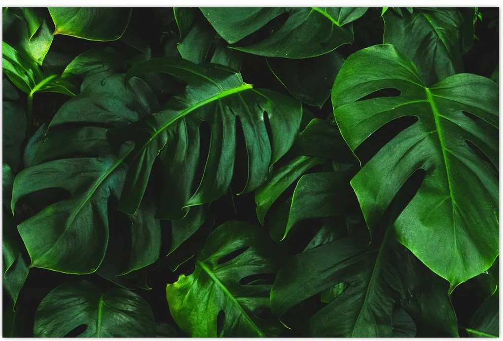 Tablou cu frunze Monstery (90x60 cm)