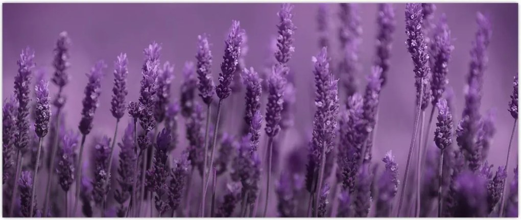 Tablou - Lavanda (120x50 cm)