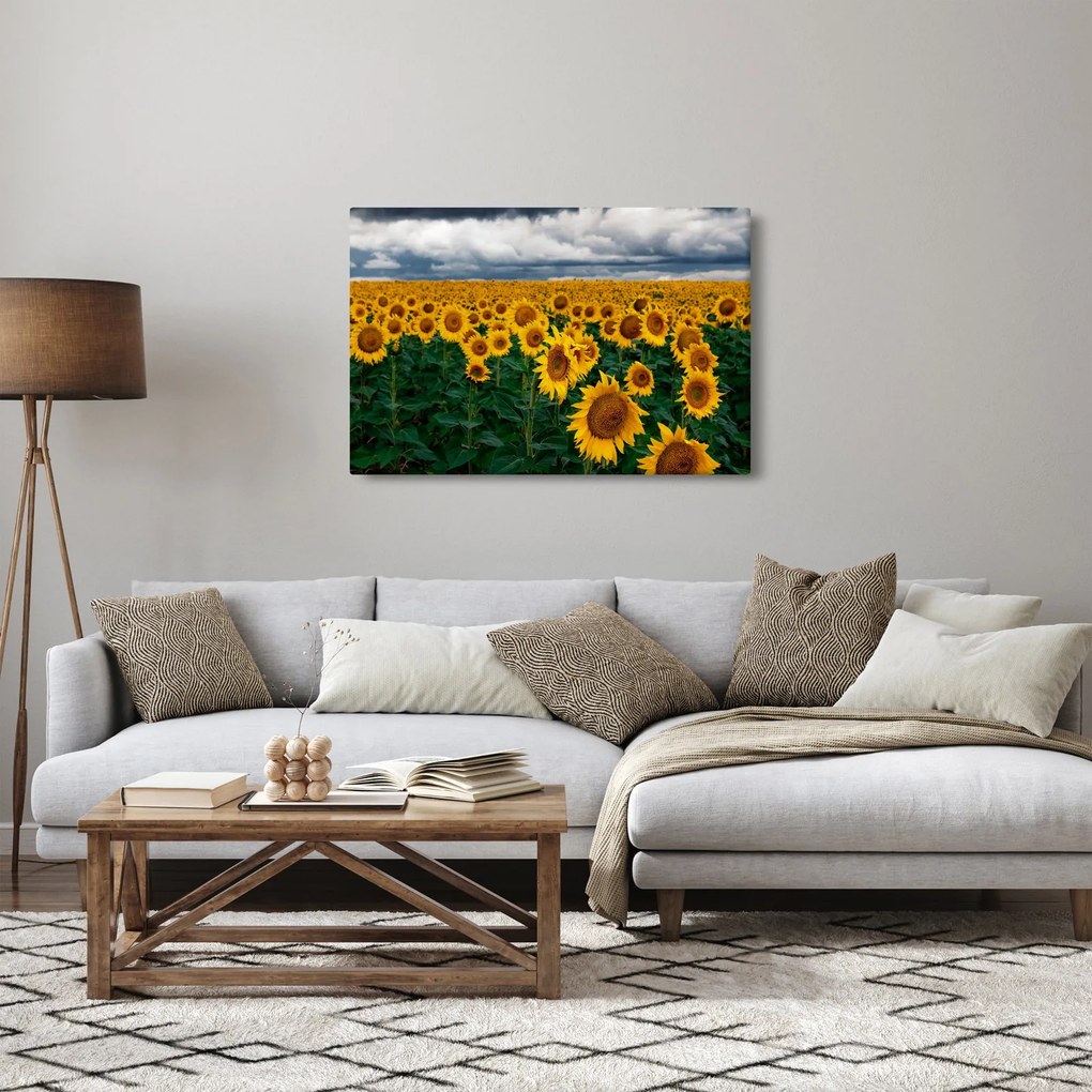 Tablou câmpului de floarea soarelui (90x60 cm)