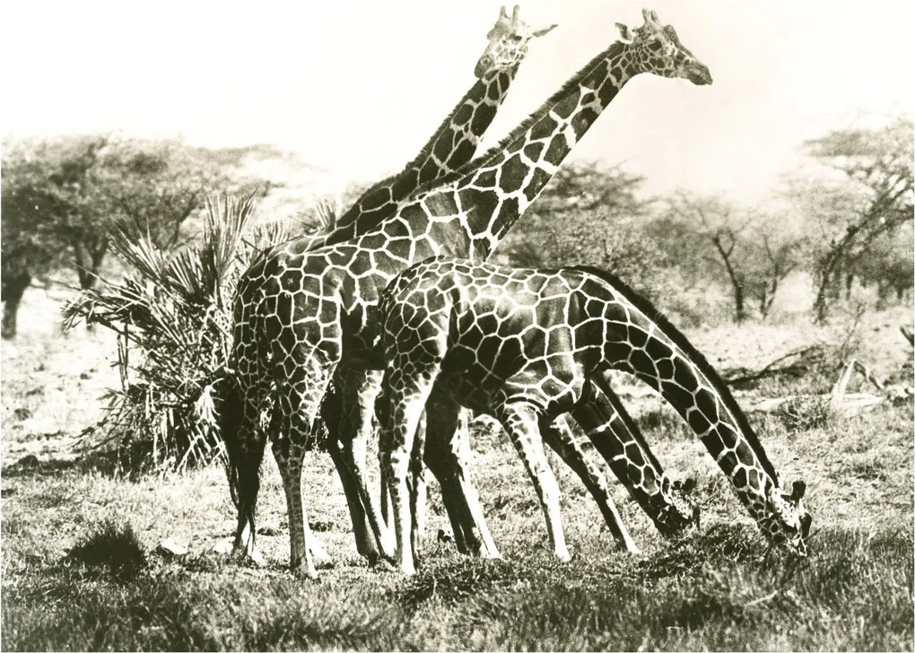 Tablou - Girafe, de epocă (70x50 cm)