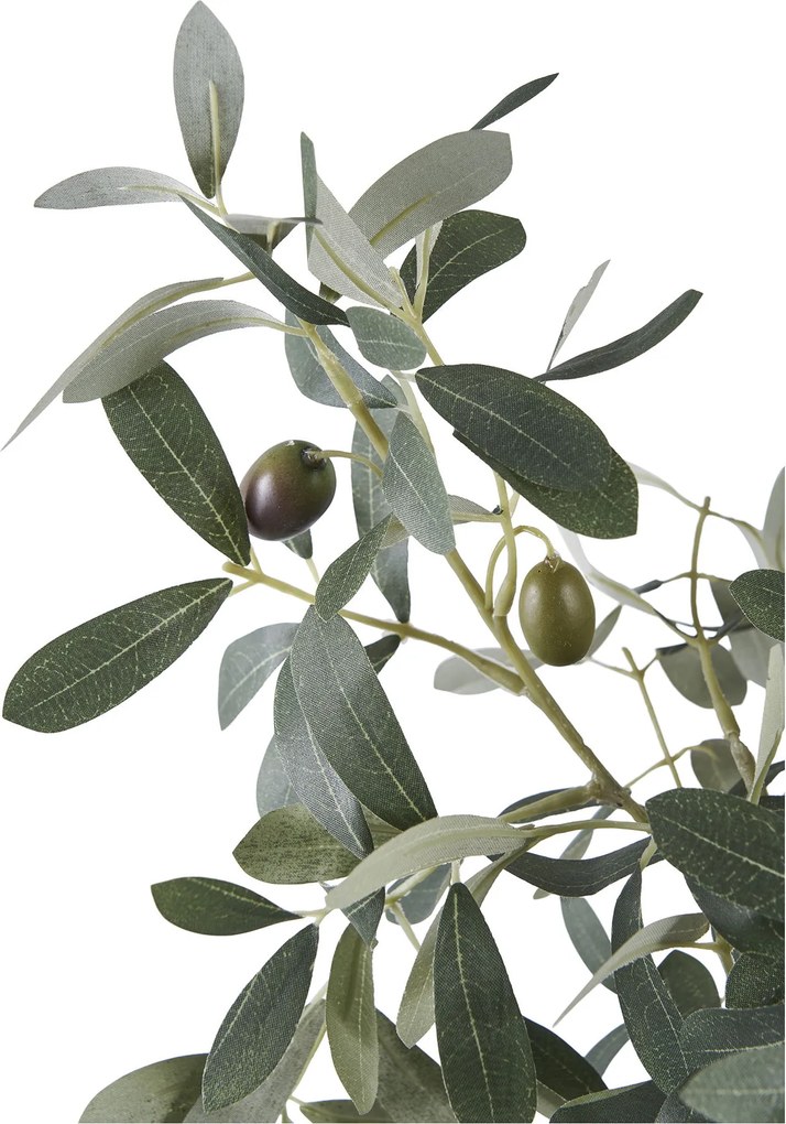 Măslin Oslavia 1 (verde). Promo -14%. 1147264