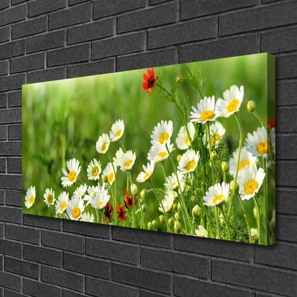 Tablou pe panza canvas Daisy Natura Galben Alb