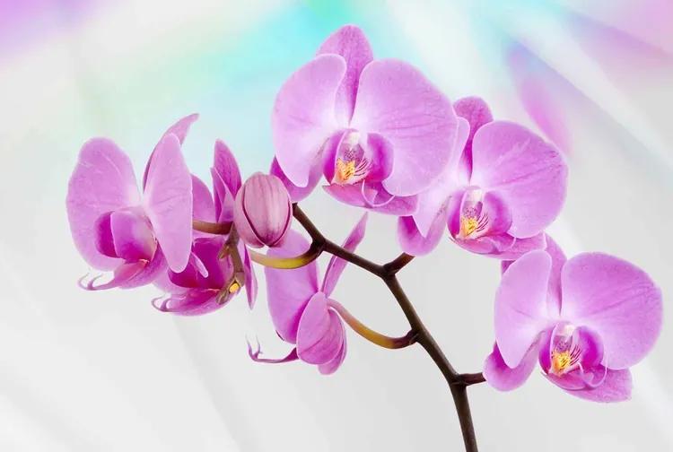 Flowers  Orchids Fototapet, (184 x 254 cm)