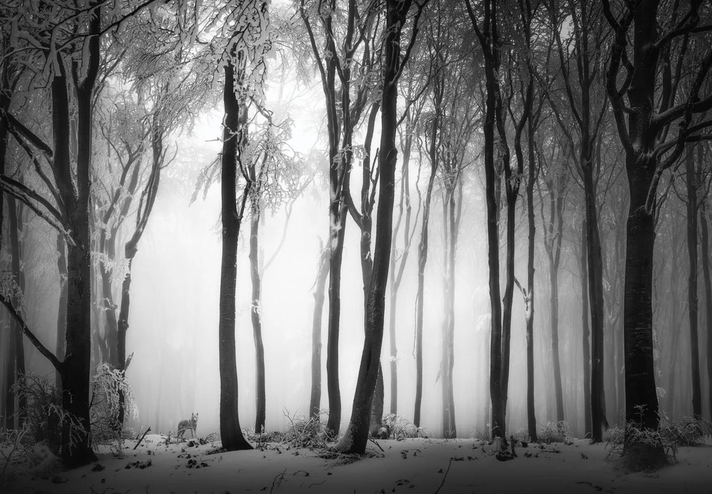 Fototapet - Pădure întunecată cu un lup (147x102 cm)