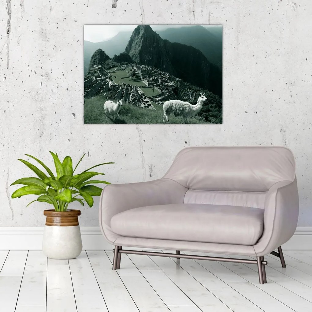Tablou pe sticlă - Lamas la Machu Picchu în Peru (70x50 cm)