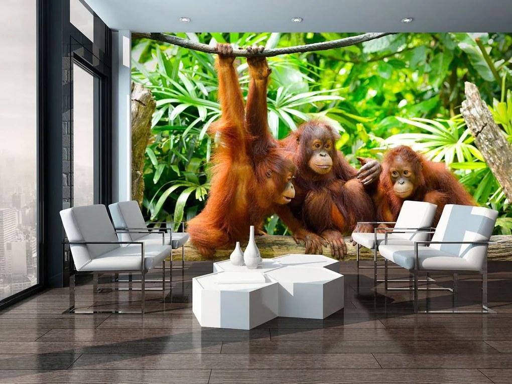 Fototapet - Orangutanii în junglă (152,5x104 cm)