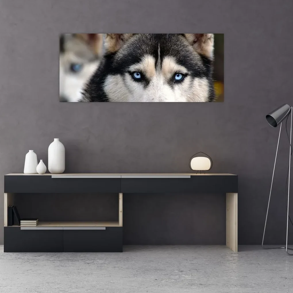 Tablou cu câinele husky (120x50 cm), în 40 de alte dimensiuni noi