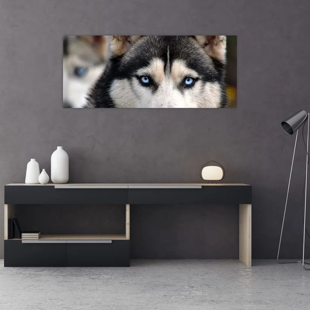 Tablou cu câinele husky (120x50 cm)