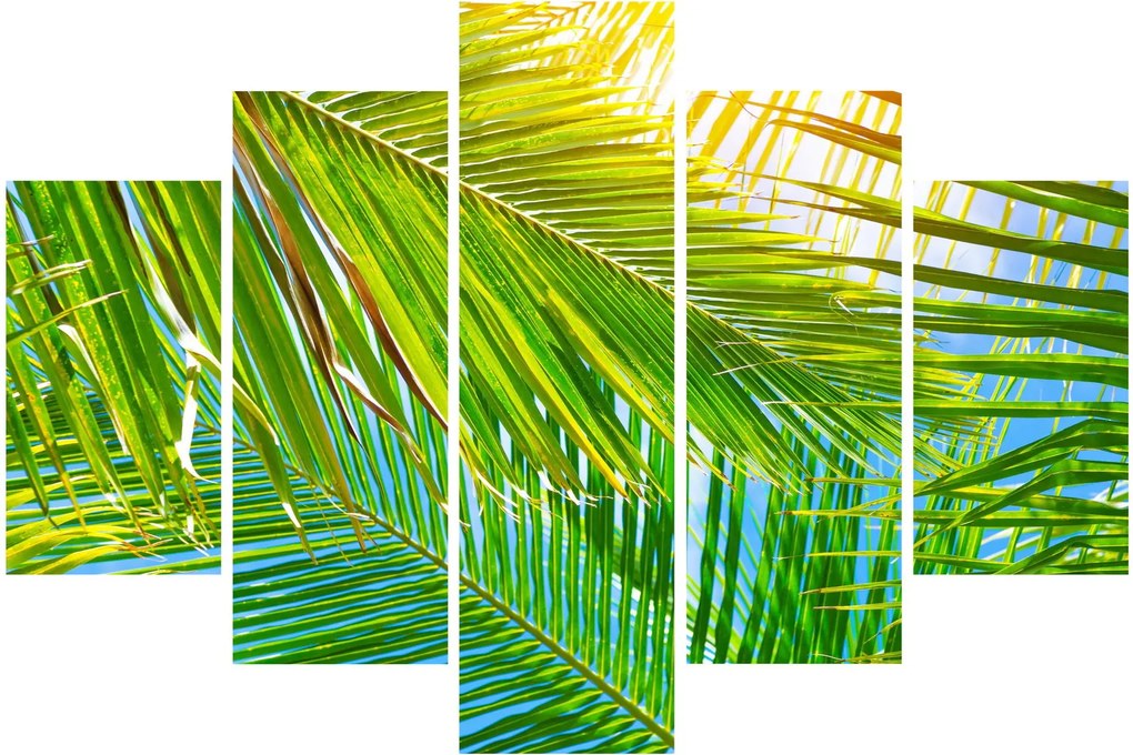 Tablou - Frunze de palmier (150x105 cm)