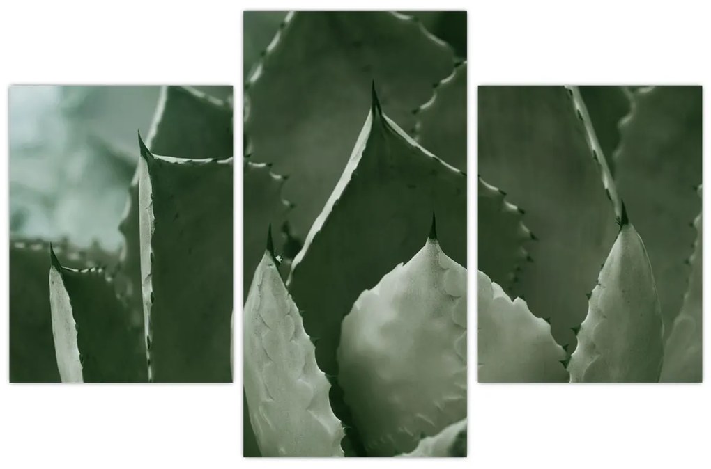 Tablou - Agave verde (90x60 cm)