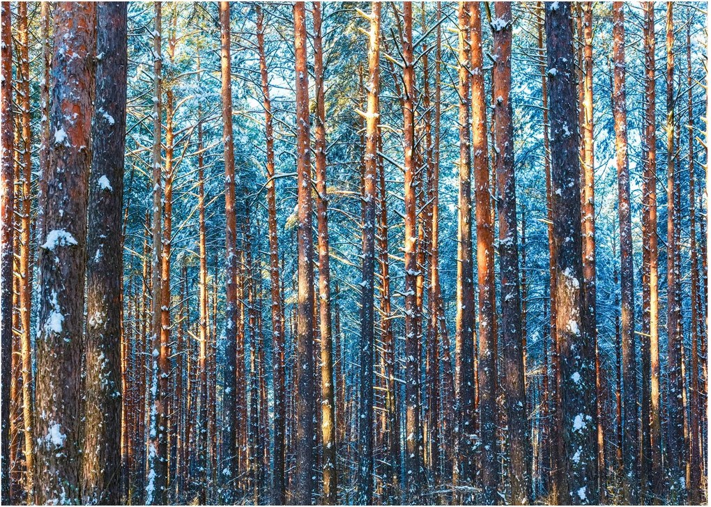 Tablou pe sticlă - Pădurea iarna (70x50 cm)