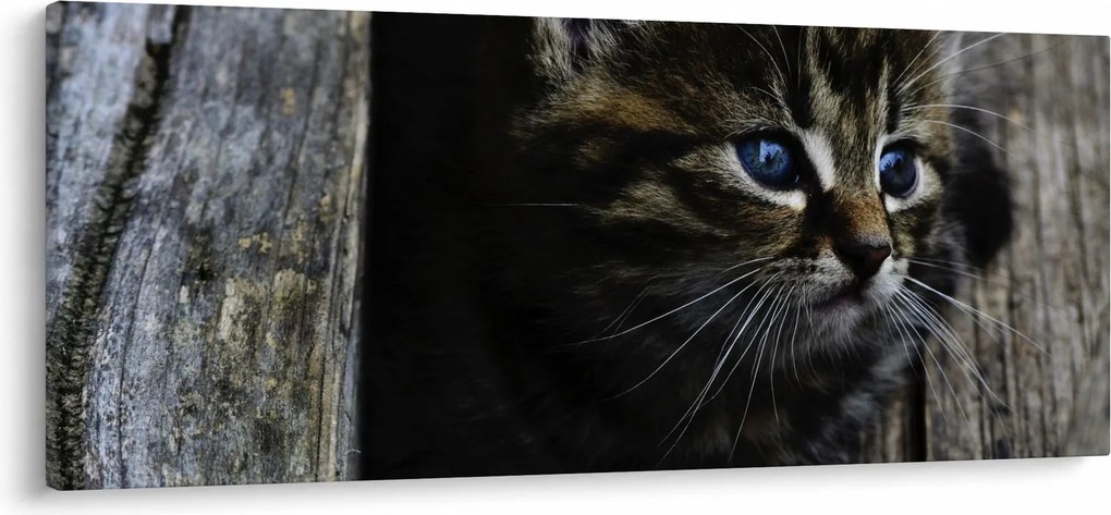 Tablou cu pisicuța (120x50 cm)