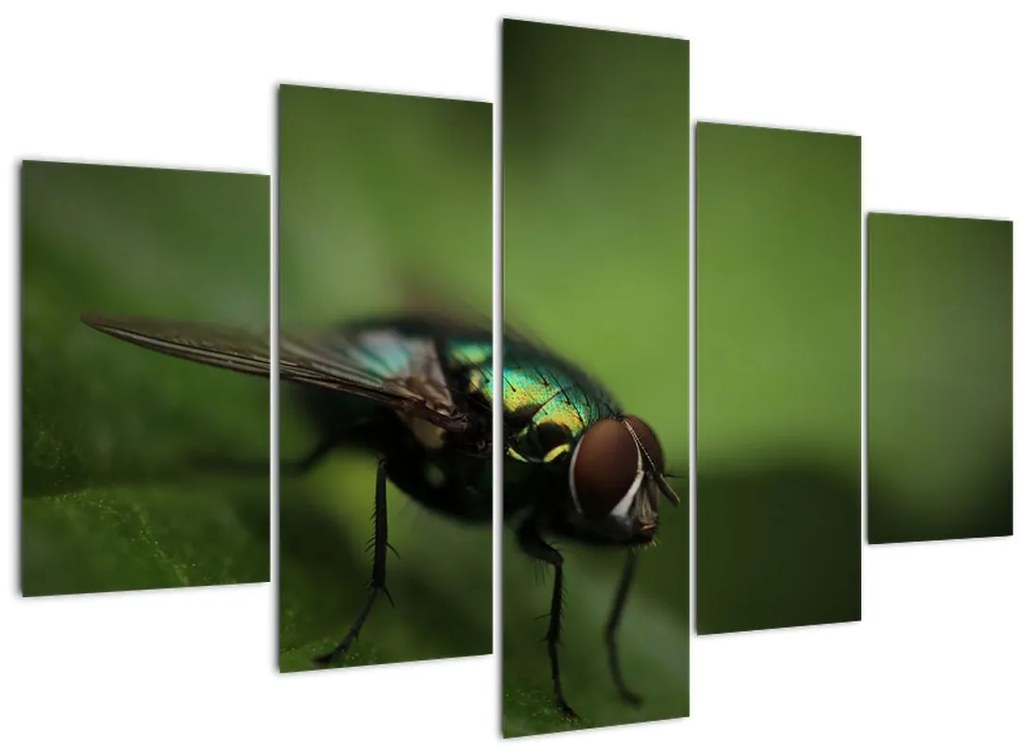 Tablou - Musca (150x105 cm)